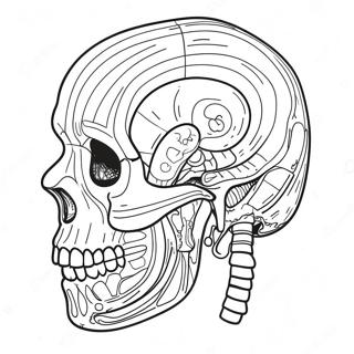 Anatomie Und Physiologie Ausmalbild 107435-44590