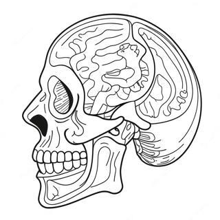 Anatomie Ausmalbild 69119-15126