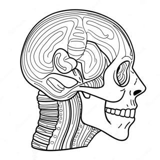 Anatomie Ausmalbild 69119-15127