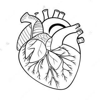 Buntes Herz Anatomie Ausmalbild 69122-15137