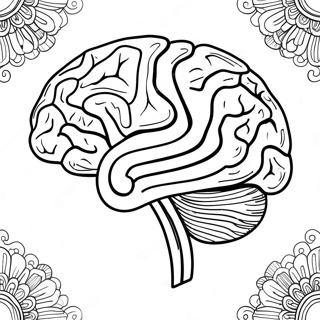 Bunte Gehirn Anatomie Ausmalbild 94308-33531